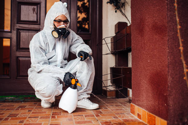 Reliable Wasp Removal contractor in O'Fallon, IL by Show Me Pest Control